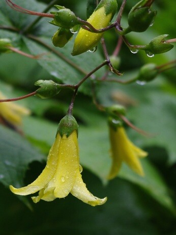 Top 10 unusual plants for a shady area Top 10 unusual plants for a shady area