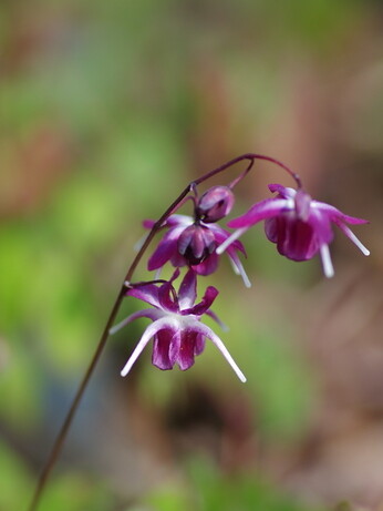 How to grow epimedium How to grow epimedium