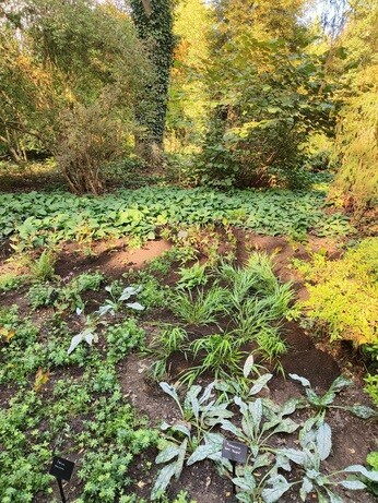 My year as a trainee at Beth Chatto's Plants & Gardens My year as a trainee at Beth Chatto's Plants & Gardens