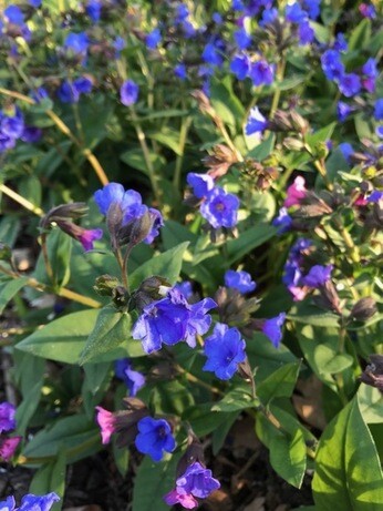 Autumn Planting: helping gardeners adapt to a changing climate Autumn Planting: helping gardeners adapt to a changing climate