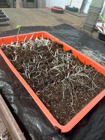 Weekly catch up with garden & propagation Weekly catch up with garden & propagation