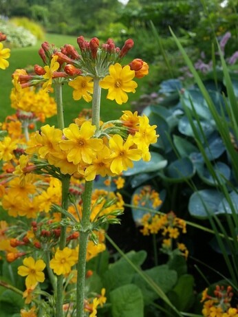Plant profile - astilbe Plant profile - astilbe