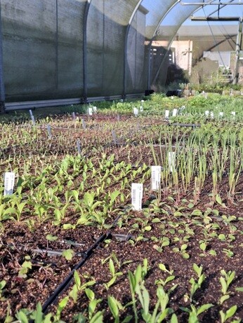 Weekly catch up with gardens & propagation Weekly catch up with gardens & propagation