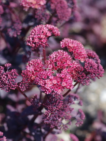 Our favourite perennials for late summer colour Our favourite perennials for late summer colour