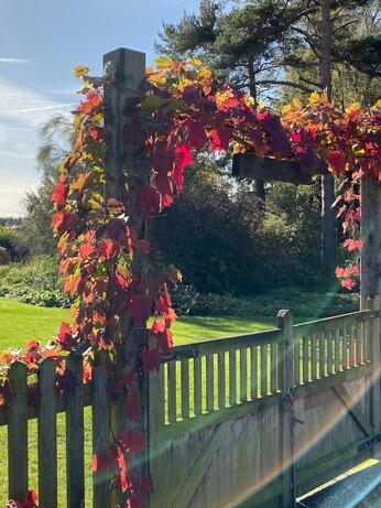 Plants that have stood up to the summer - Reservoir Garden Plants that have stood up to the summer - Reservoir Garden