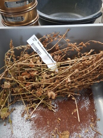 Weekly catch up with garden and propagation Weekly catch up with garden and propagation