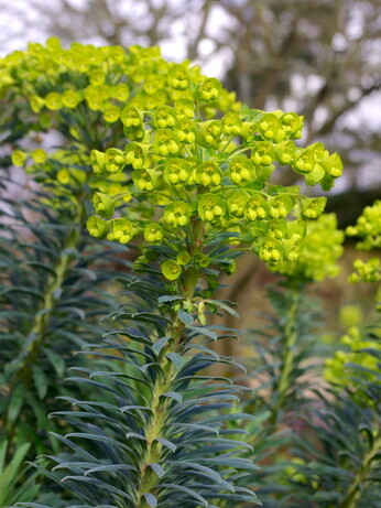 Gardening Dilemmas - Part 5 Gardening Dilemmas - Part 5