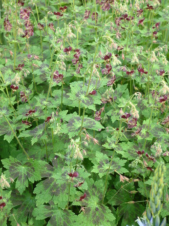 A garden for summer begins in autumn A garden for summer begins in autumn