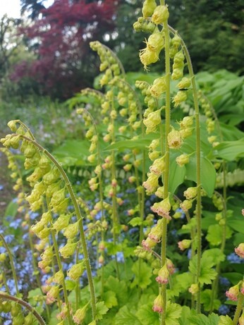 Plant combination ideas in June Plant combination ideas in June