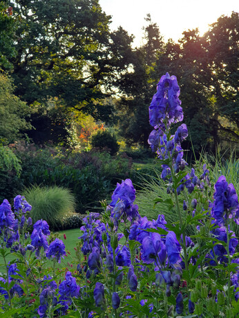What's still in flower in October? What's still in flower in October?