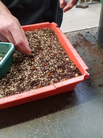 Weekly catch up with garden and propagation Weekly catch up with garden and propagation