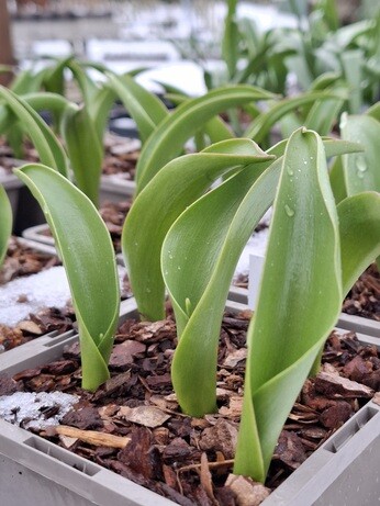 Weekly catch up with garden & propagation Weekly catch up with garden & propagation