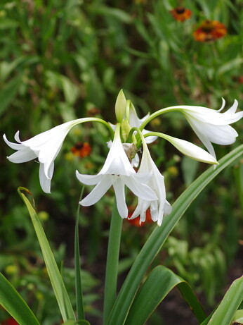 Weekly catch up with gardens & propagation Weekly catch up with gardens & propagation