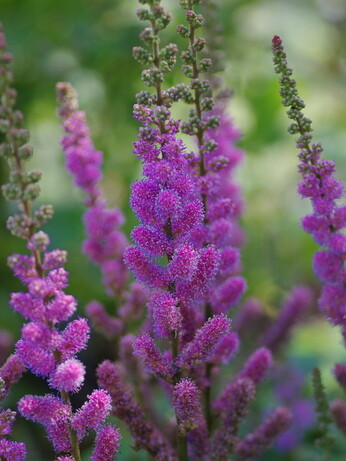 Top 10 moisture loving plants Top 10 moisture loving plants