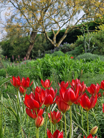 Our favourite spring bulbs Our favourite spring bulbs