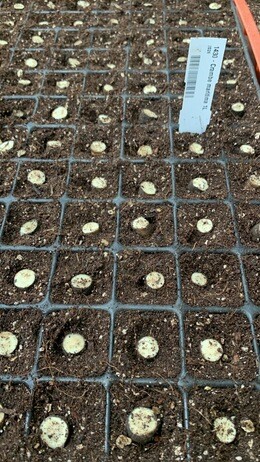 Weekly catch up with garden & propagation Weekly catch up with garden & propagation