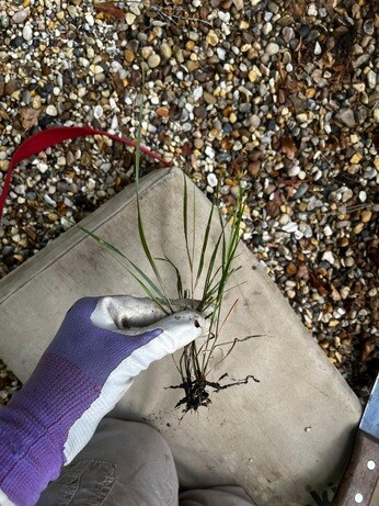 Weekly catch up with garden & propagation Weekly catch up with garden & propagation