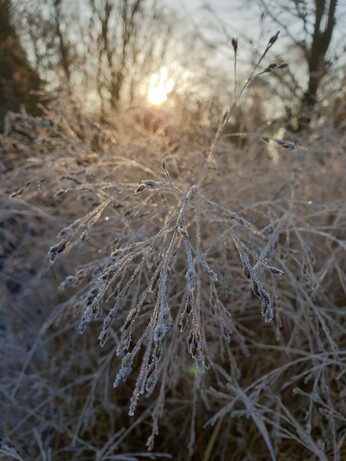 Jack Frost – horticulture’s friend and foe Jack Frost – horticulture’s friend and foe