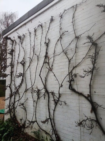 Weekly catch up with garden & propagation Weekly catch up with garden & propagation