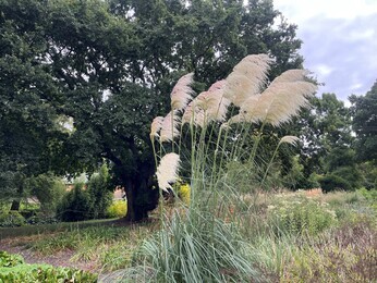 Ornamental Grasses for Autumnal Interest Ornamental Grasses for Autumnal Interest