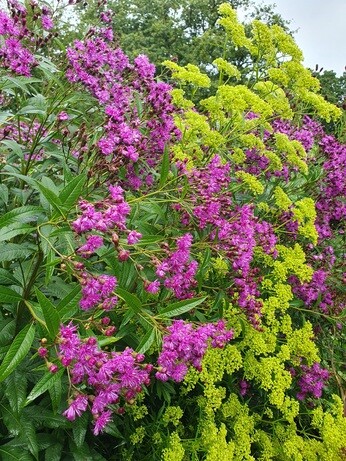 Weekly catch up with garden & propagation Weekly catch up with garden & propagation