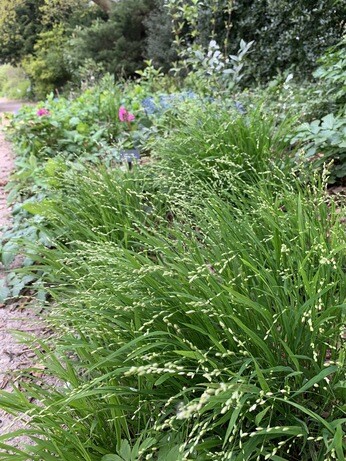 Plant profile - Dwarf anemone Plant profile - Dwarf anemone