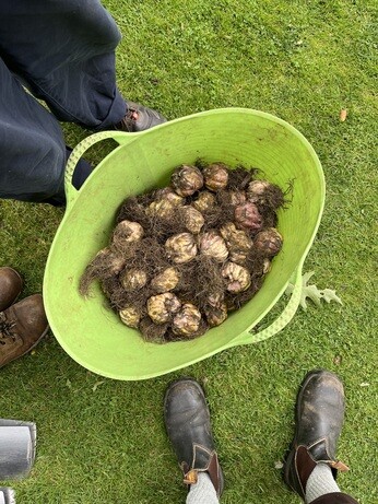 Weekly catch up with garden & propagation Weekly catch up with garden & propagation