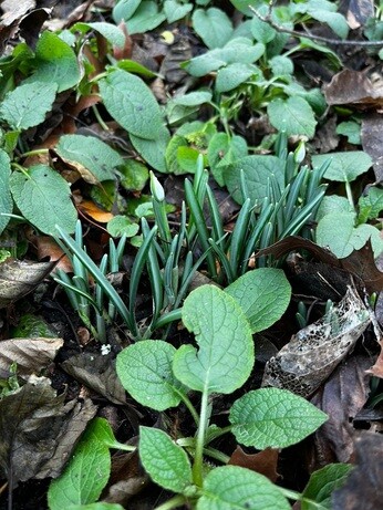 Weekly catch up with garden & propagation Weekly catch up with garden & propagation