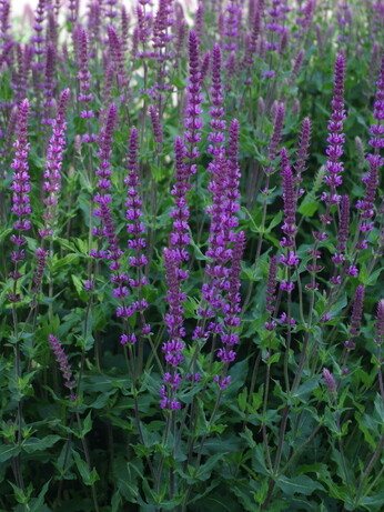 Salvia nemorosa- how to grow and care for Salvia nemorosa- how to grow and care for