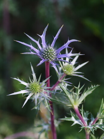 Plant profile - eryngium Plant profile - eryngium