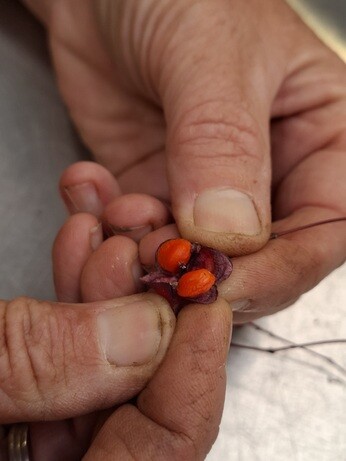 Weekly catch up with garden and propagation Weekly catch up with garden and propagation