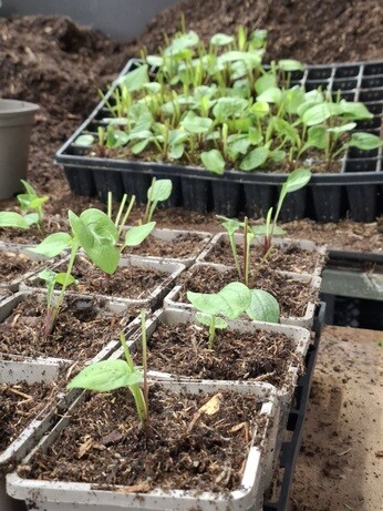 Weekly catch up with garden & propagation Weekly catch up with garden & propagation