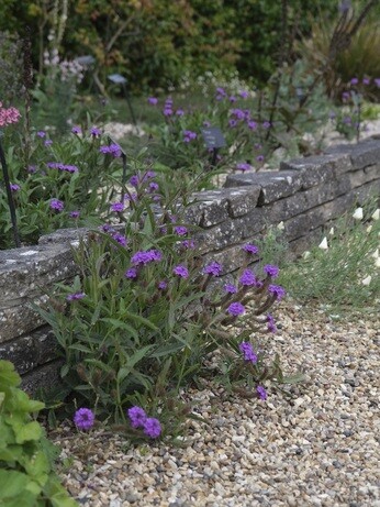 Weekly catch up with garden & propagation Weekly catch up with garden & propagation