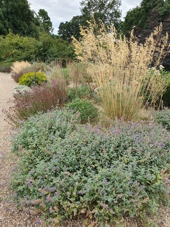 Plants that have stood up to the summer - Gravel Garden Plants that have stood up to the summer - Gravel Garden