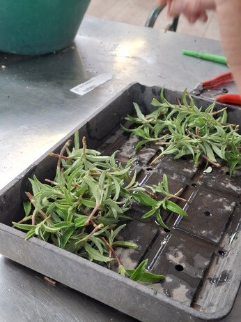 Weekly catch up with garden & propagation Weekly catch up with garden & propagation