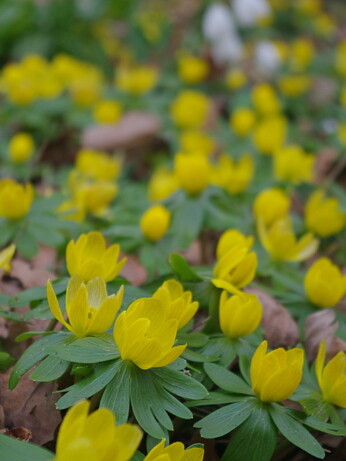 Our favourite spring bulbs Our favourite spring bulbs