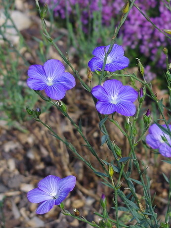Weekly catch up with garden & propagation Weekly catch up with garden & propagation
