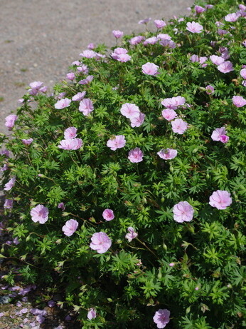 Plants that have stood up to the summer - Reservoir Garden Plants that have stood up to the summer - Reservoir Garden