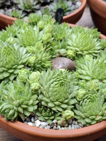 Weekly catch up with garden & propagation Weekly catch up with garden & propagation
