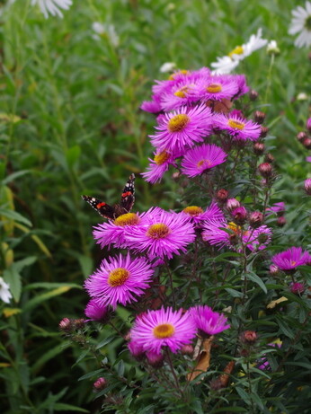 Asters- how to grow and care for Asters- how to grow and care for