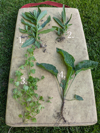 Weekly catch up with gardens & propagation Weekly catch up with gardens & propagation