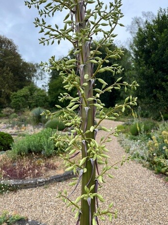 Weekly catch up with garden and propagation Weekly catch up with garden and propagation