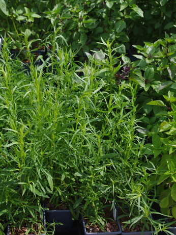 How to grow herbs and what to do with them How to grow herbs and what to do with them