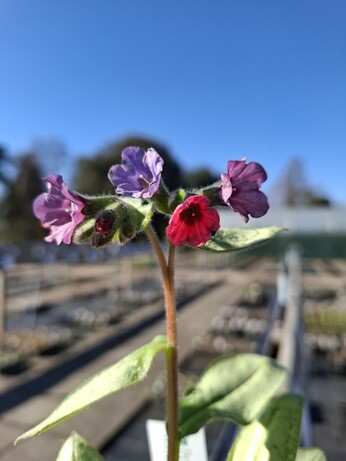 Weekly catch up with gardens & propagation Weekly catch up with gardens & propagation