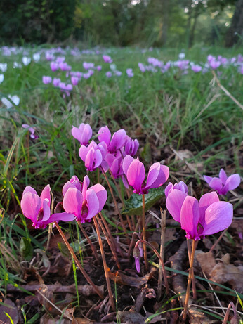 Top 10 plants for autumn Interest Top 10 plants for autumn Interest