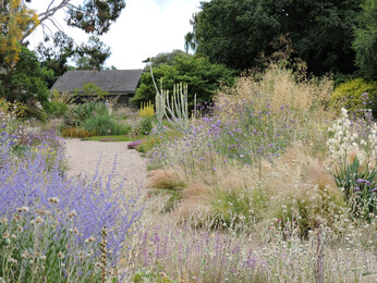 Salvia 'Blue Spire'- How to grow and care for Salvia 'Blue Spire'- How to grow and care for