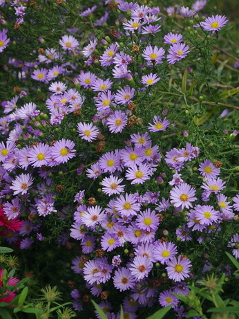Our favourite perennials for late summer colour Our favourite perennials for late summer colour