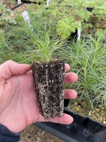 A guide to taking cuttings A guide to taking cuttings