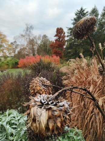 My year as a trainee at Beth Chatto's Plants & Gardens My year as a trainee at Beth Chatto's Plants & Gardens