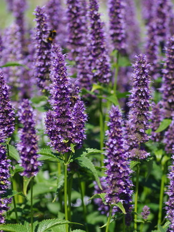 Weekly catch up with gardens & propagation Weekly catch up with gardens & propagation